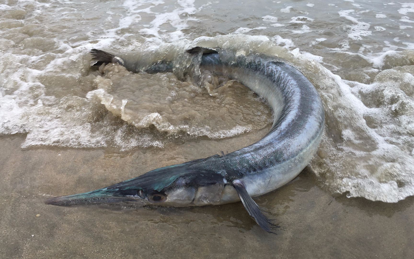 闲牛赶海运气爆棚,在海浪中发现一条青剑鱼,送给了北方来的朋友