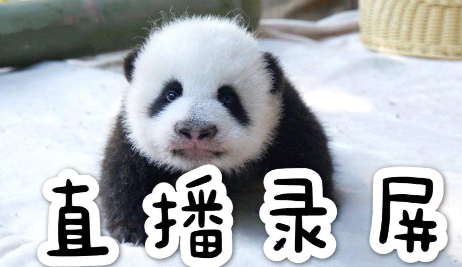 panda.tv=pandatv账号