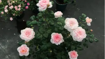 瑞典女王 茶花女月季复花啦 懒花 不存在的 第二波花正在进行中 哔哩哔哩 Bilibili