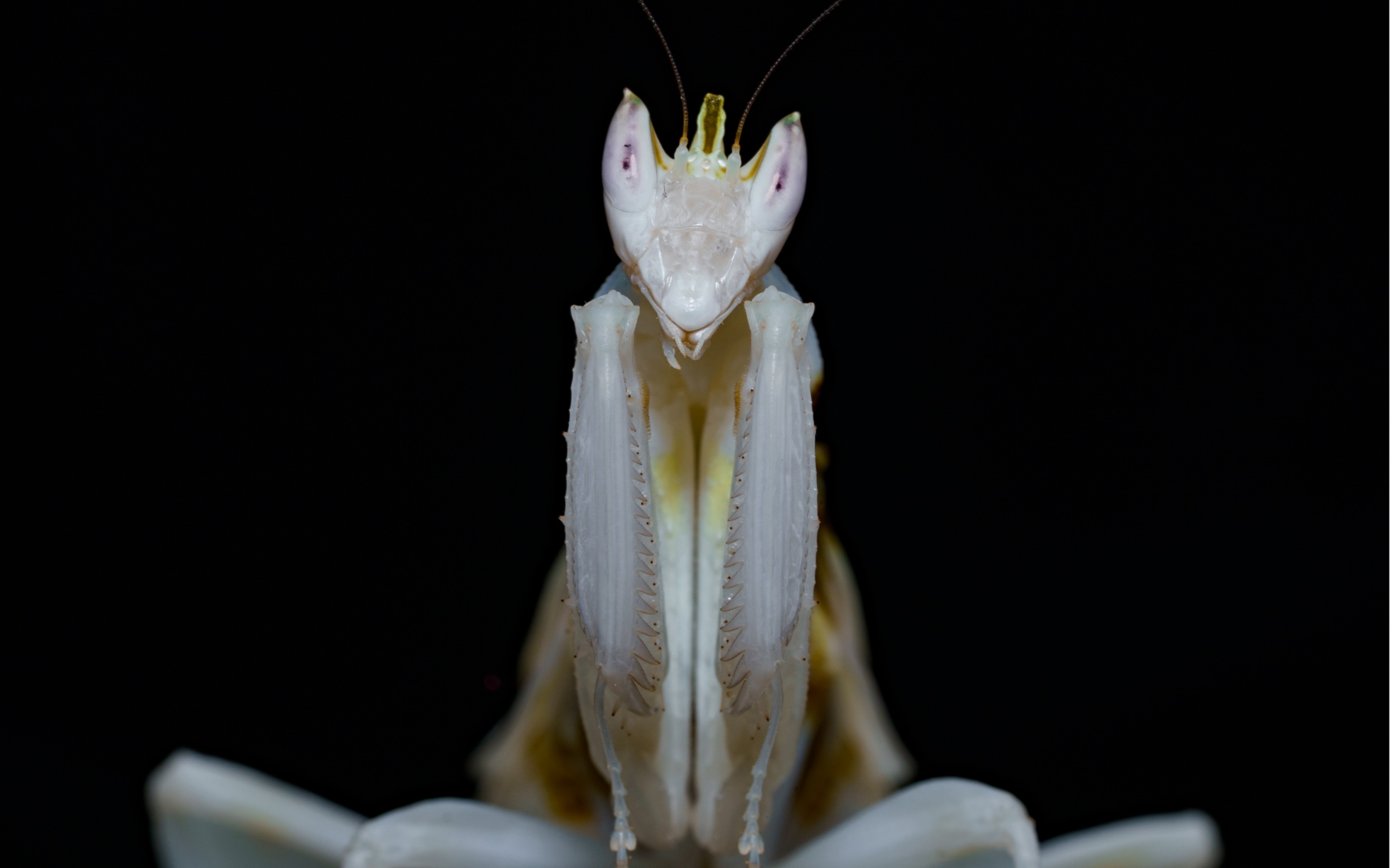 "我即是花朵" - 冕花螳 hymenopus coronatus