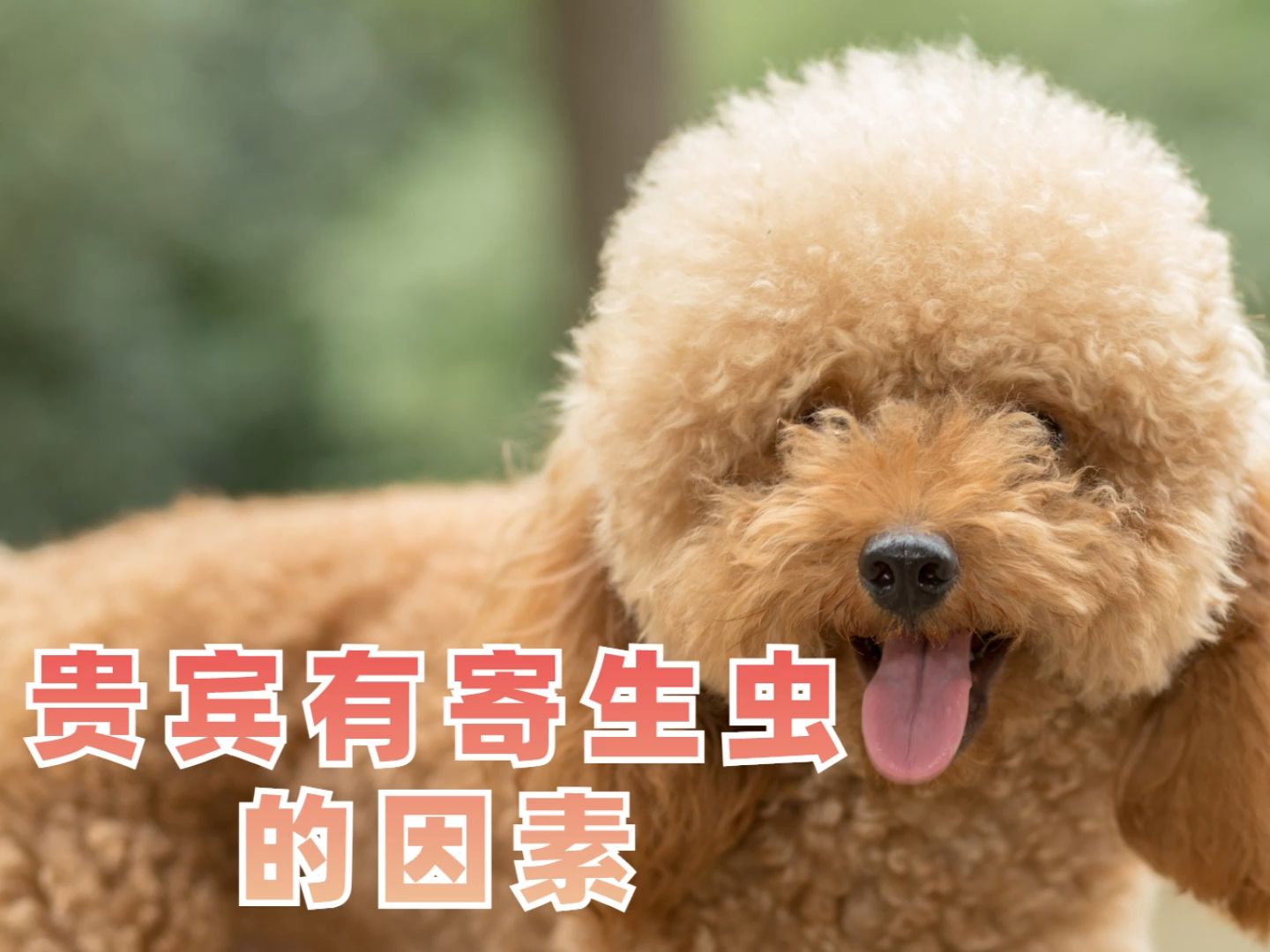 贵宾为什么会感染寄生虫你知道哪些?