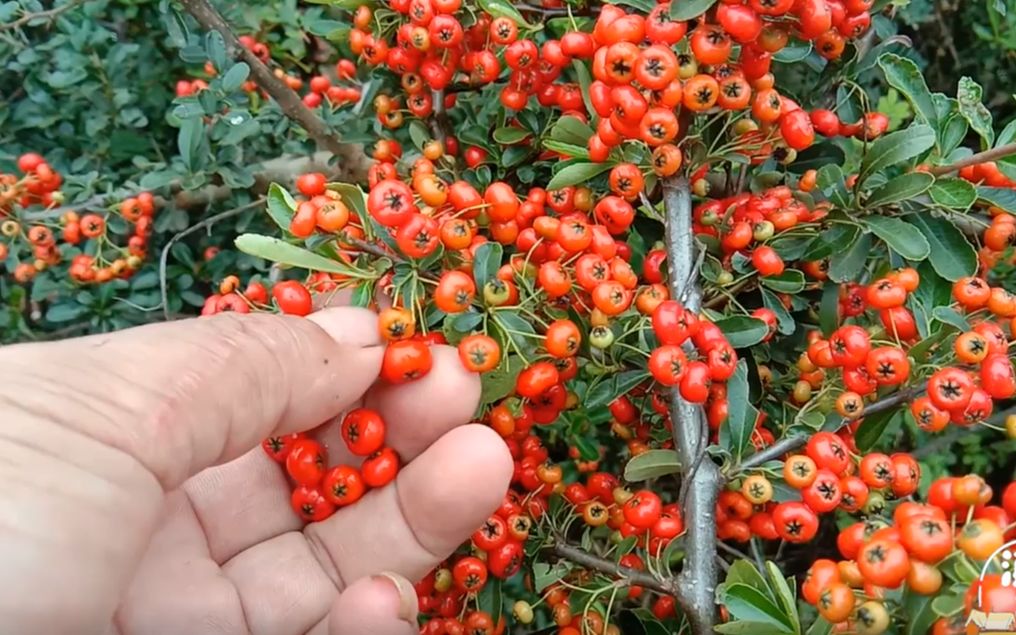 小伙路边发现小时候吃过的野果很漂亮顺手就摘过来吃真过瘾