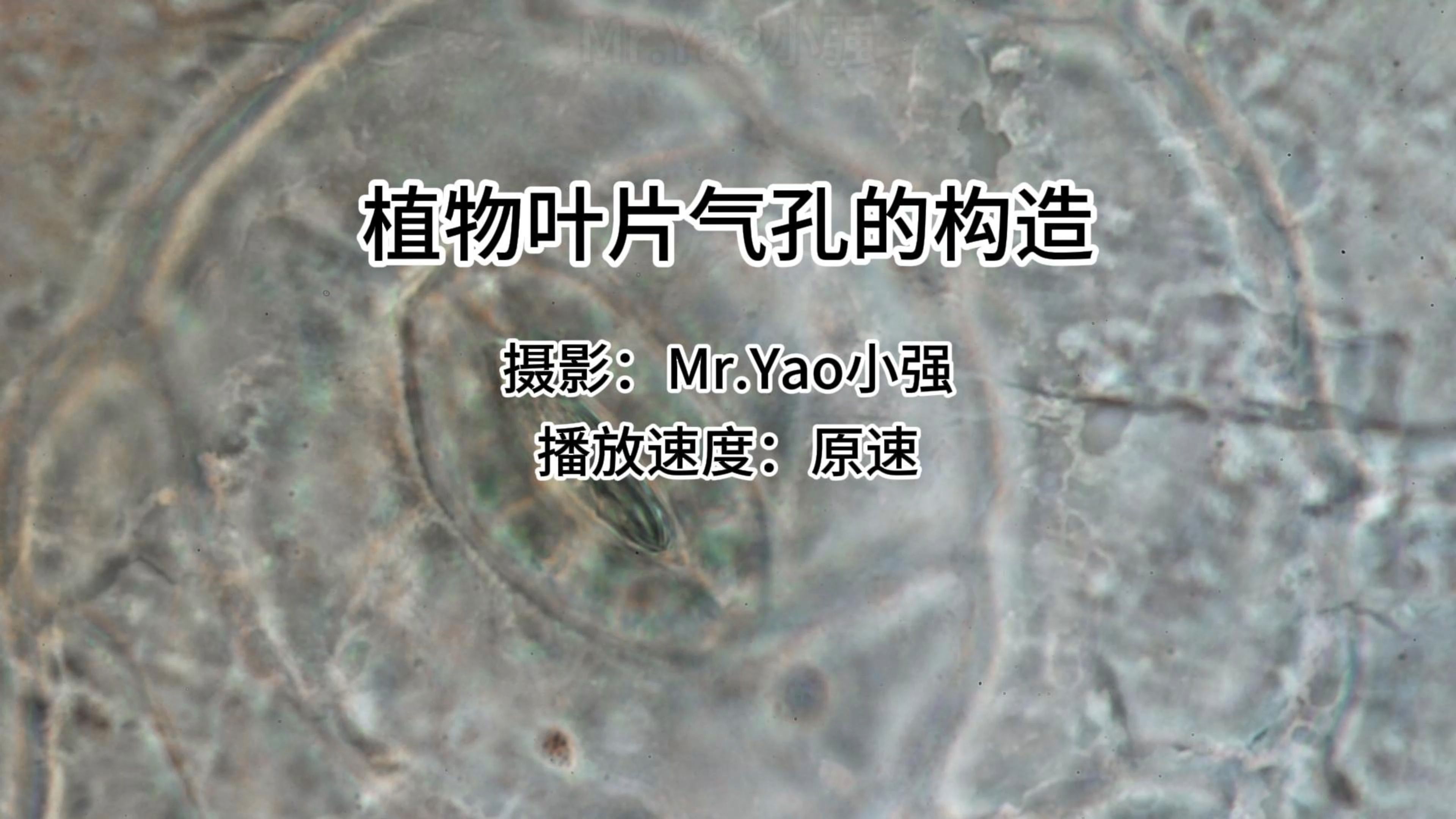 剖析植物气孔的构造,重点展示副卫细胞的功能和内部活动哔哩哔哩bilibili