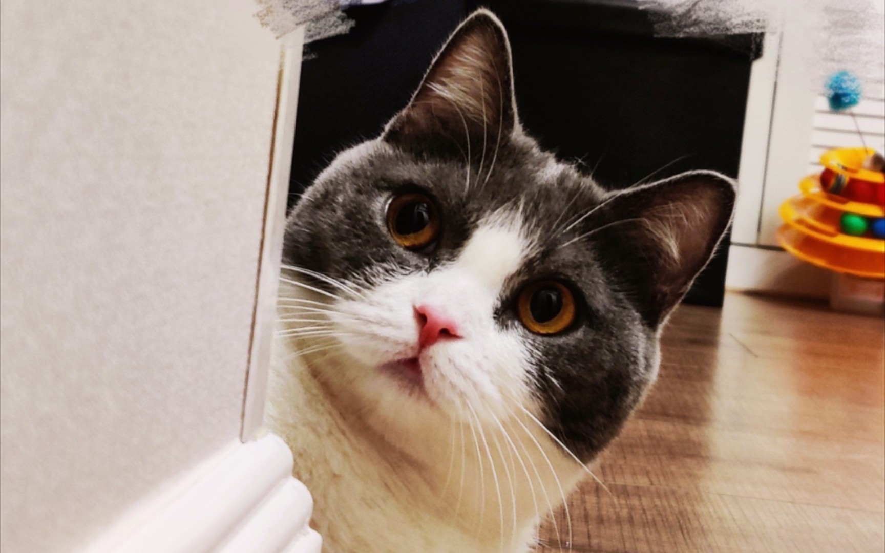 傲娇肖战在线秀猫93,坚果女儿越看越爱,还不忘宣誓主权