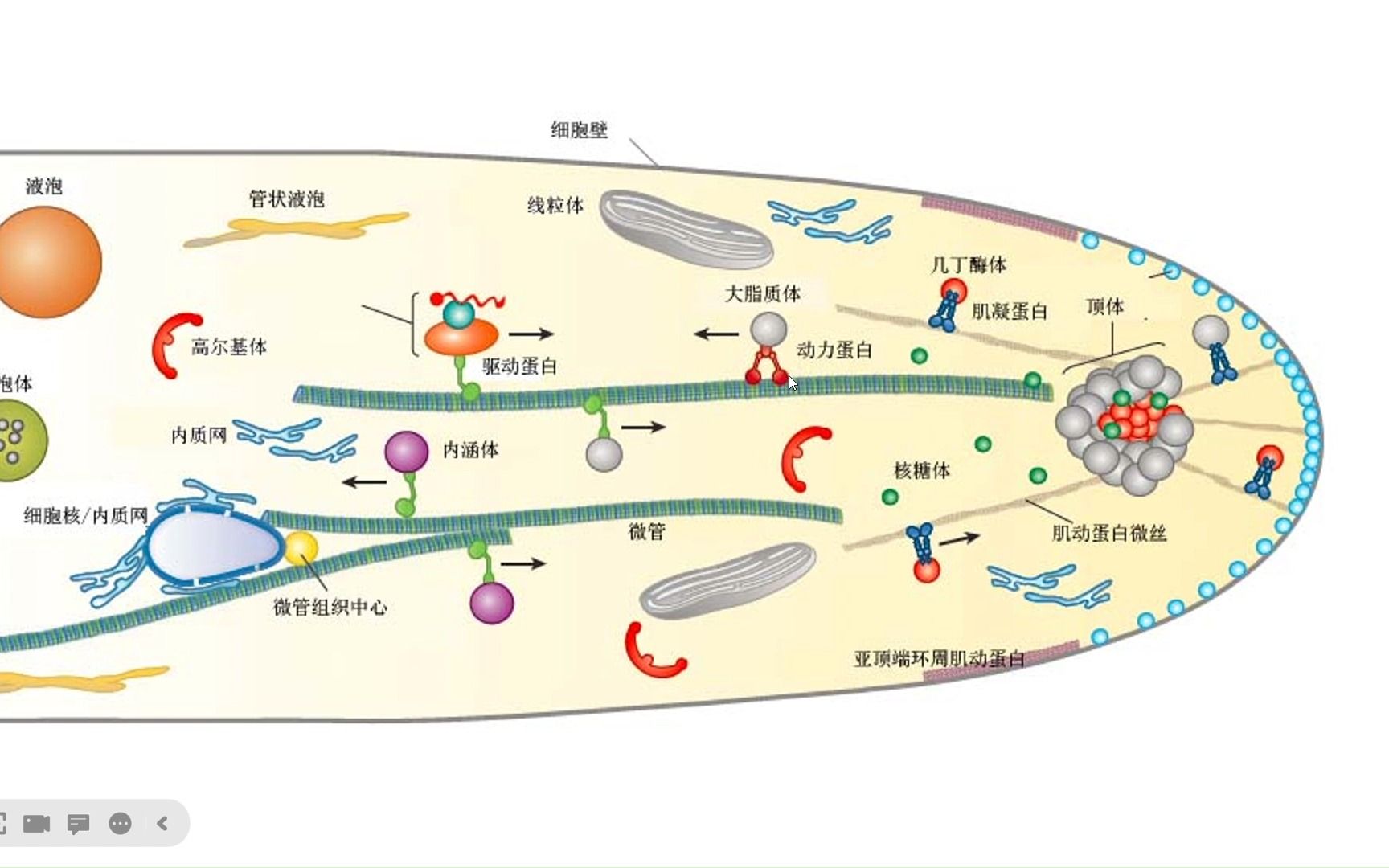 微管在马达蛋白的作用下牵拉染色体去向细胞两极