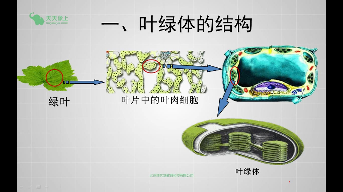 光合作用过程哔哩哔哩bilibili