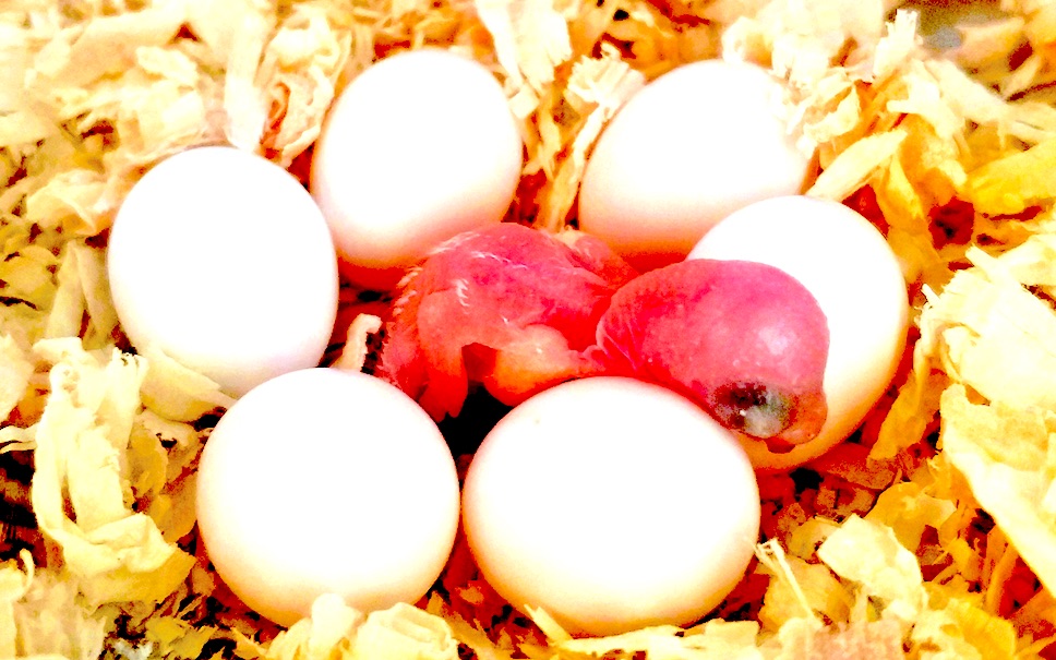 我家的虎皮鹦鹉从蛋到鸟全过程