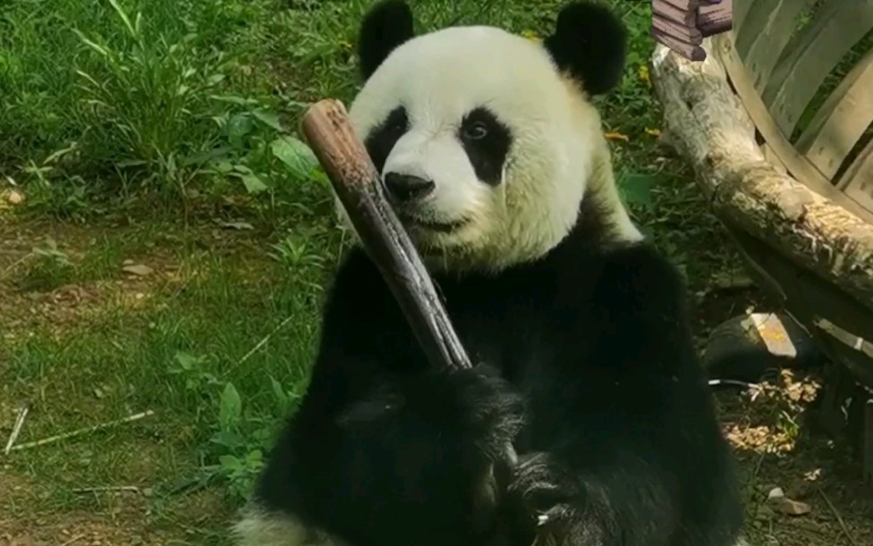 大熊猫〕妙音小公主家里有矿式吃笋.