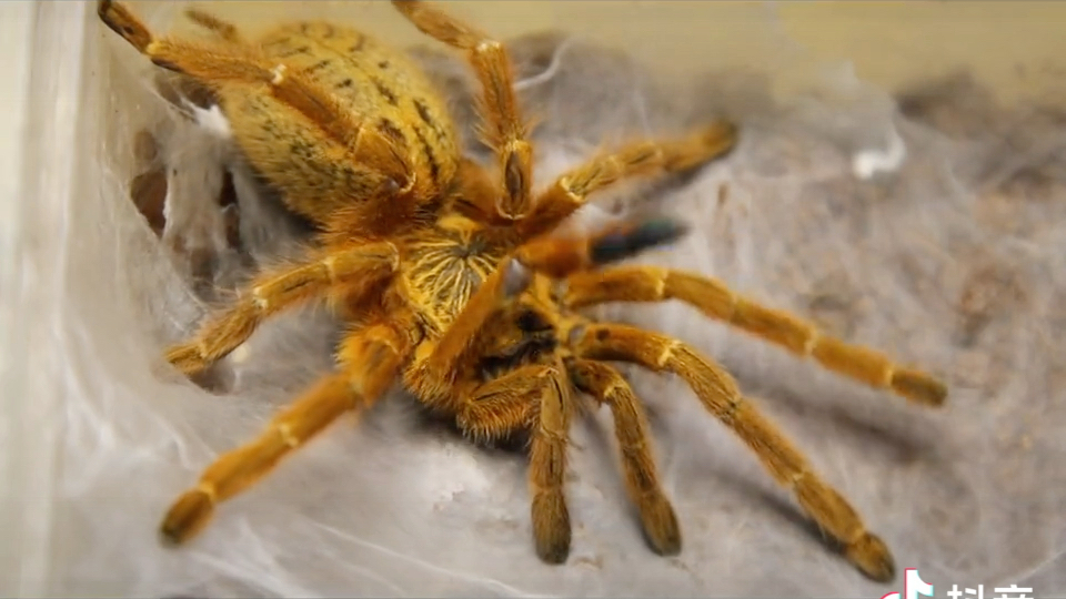 橙巴布蜘蛛饲养_哔哩哔哩_bilibili