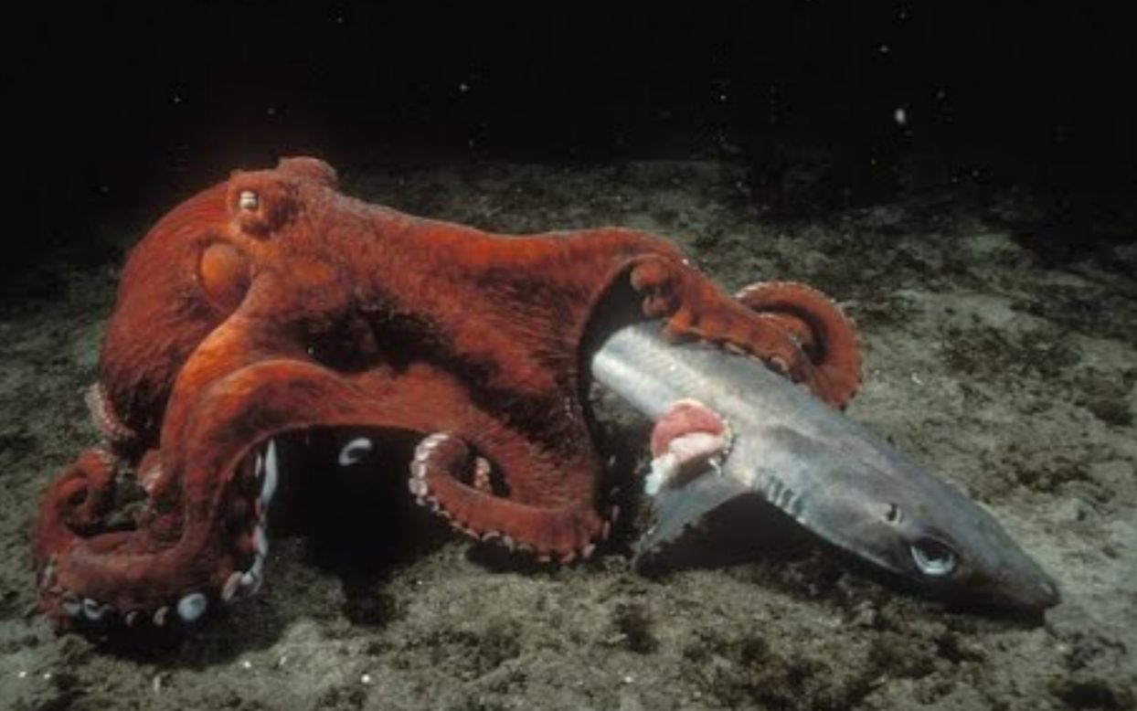 巨型章鱼出来捕食,触手缠绕精彩绝伦,就连鲨鱼也无处可逃!