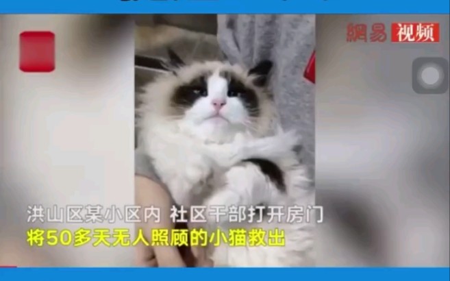 独自生活50天的猫坚强后续哔哩哔哩bilibili