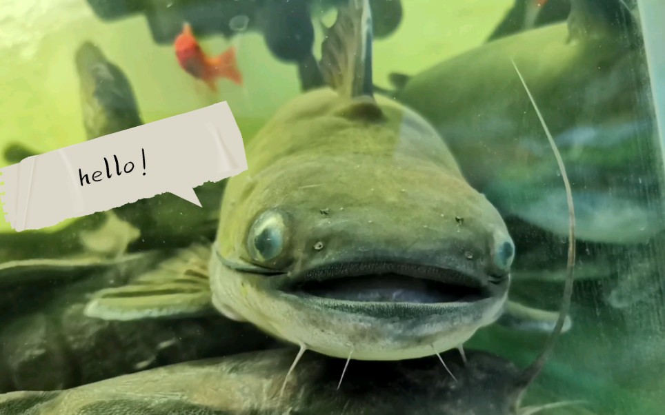 笑脸魔鲸绿魔鲸40cm成长记录