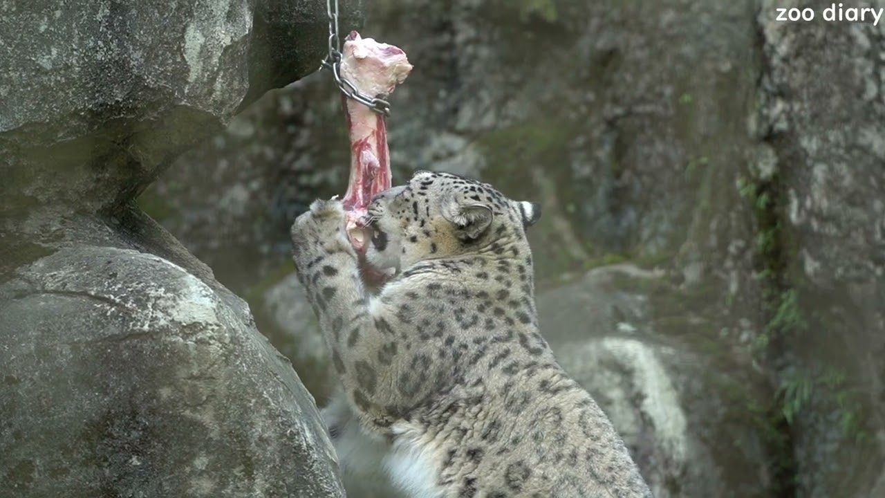 多摩动物园 慵懒的雪豹 pt.70