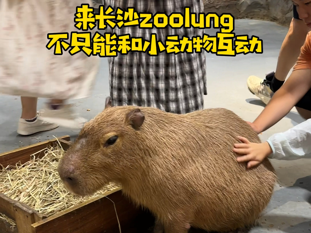 来长沙zoolung一定要做这件事!哔哩哔哩bilibili