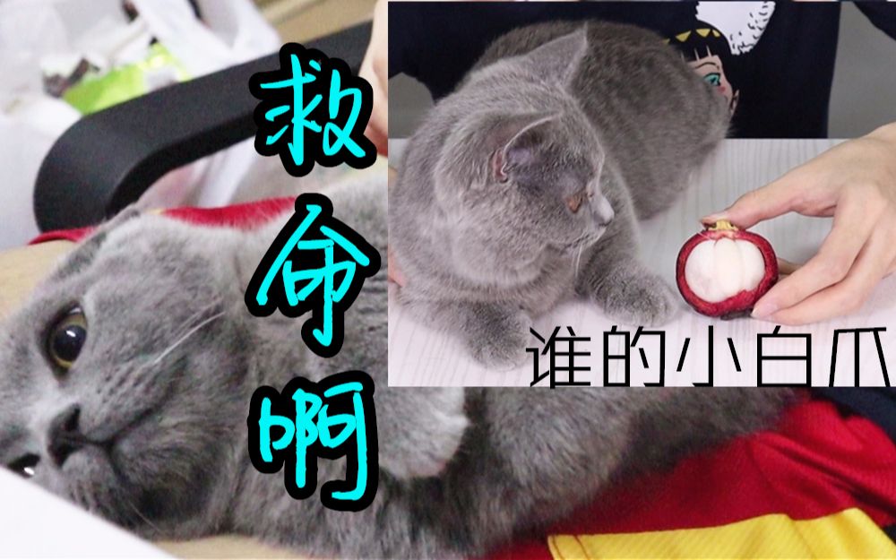 铲屎官吃山竹时猫咪无动于衷,对猫爪子动手时整个猫都不好了