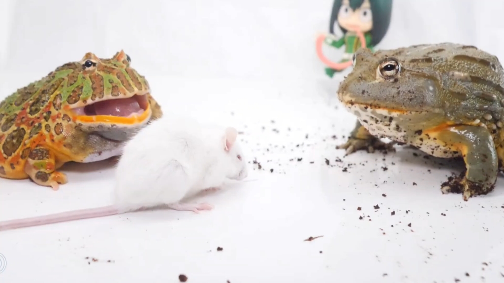 两只牛蛙疯狂抢食吃!