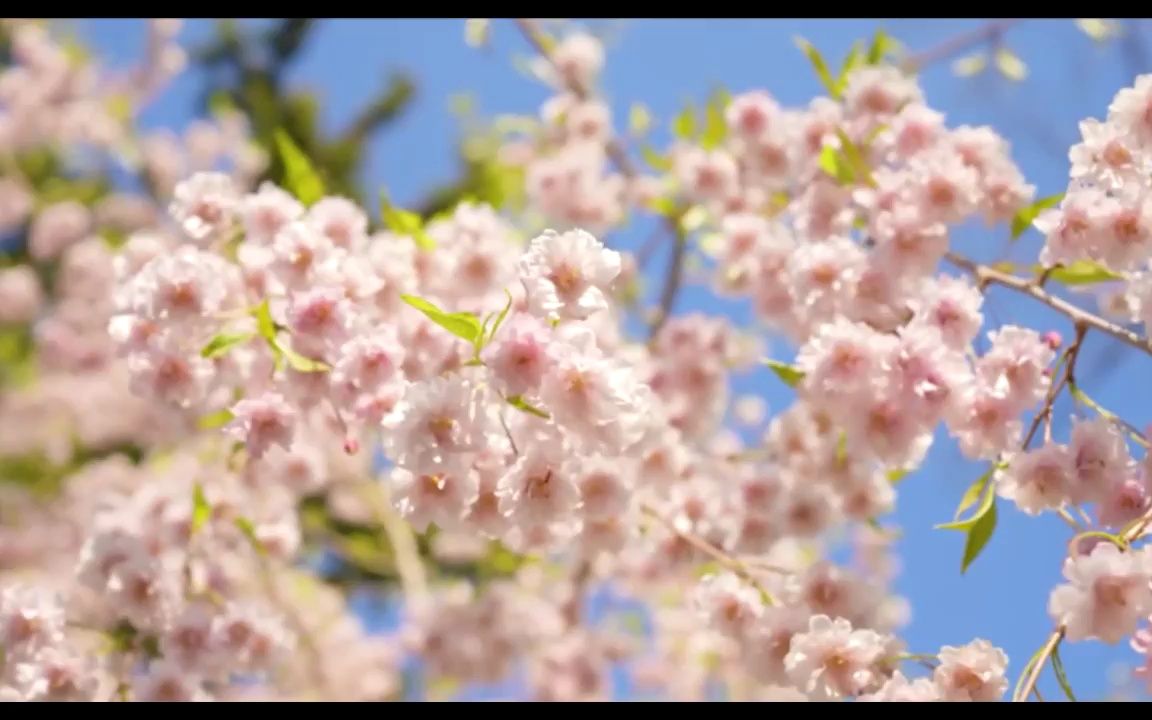 [图]k2292 一年四季季节变化春暖花开鲜花盛开桃花樱花玫瑰花春天春季植物小草高山湖泊空镜头学校晚会诗歌朗诵大自然景色大屏幕舞台LED视频素材