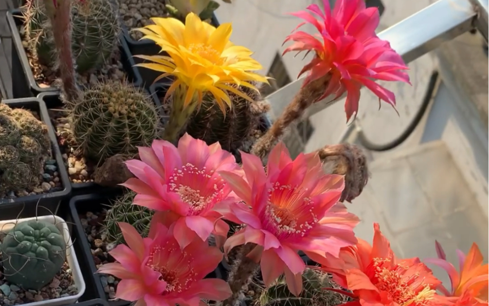 彩草仙人球开花