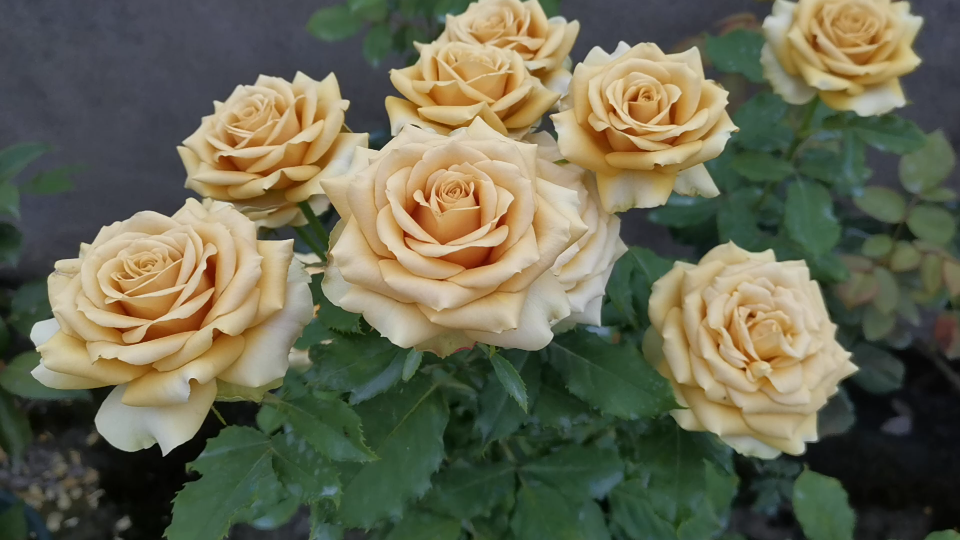 月季欣赏之松之梦_哔哩哔哩_bilibili