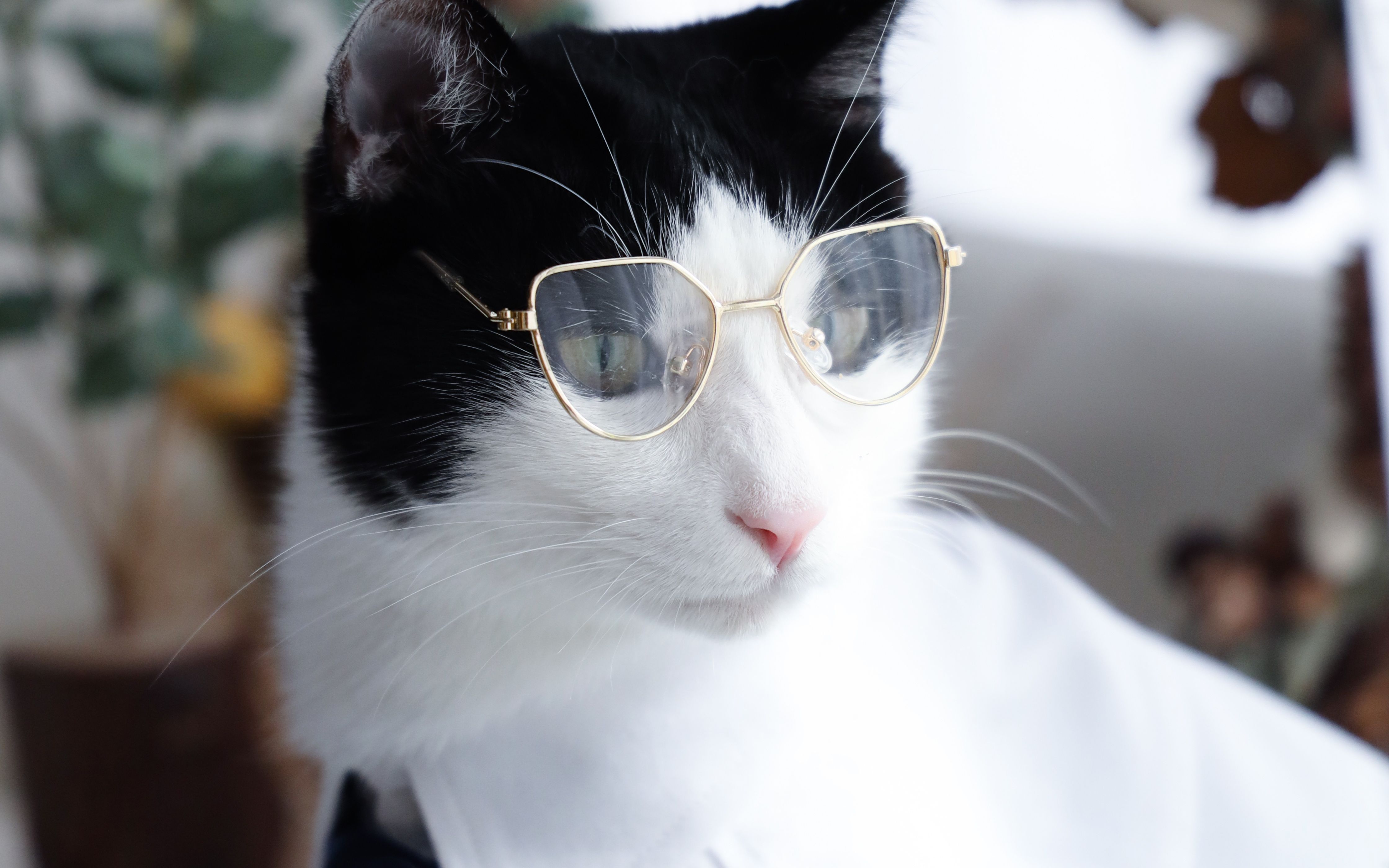 【花花与三猫】中分生贺——献给霸总大佬钟氏长子 [踩点]_哔哩哔哩