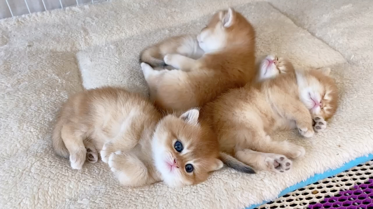 【英短金渐层】金渐层小奶猫太可爱了