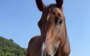 Скачать видео: 久违的鲜牧草