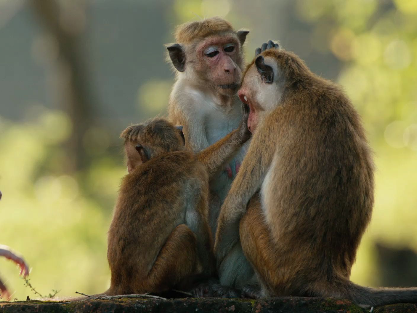 2015-猴子王国-【预告片】