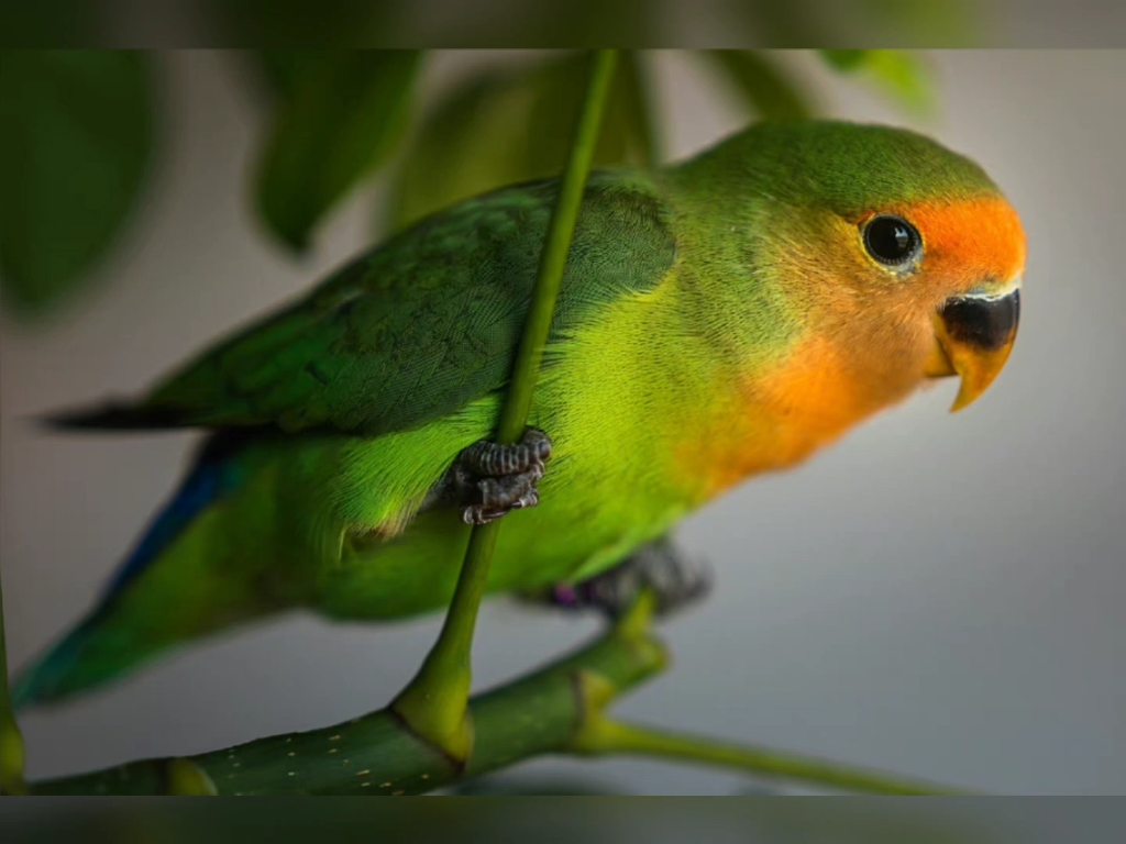 绿金顶牡丹鹦鹉的特点图片