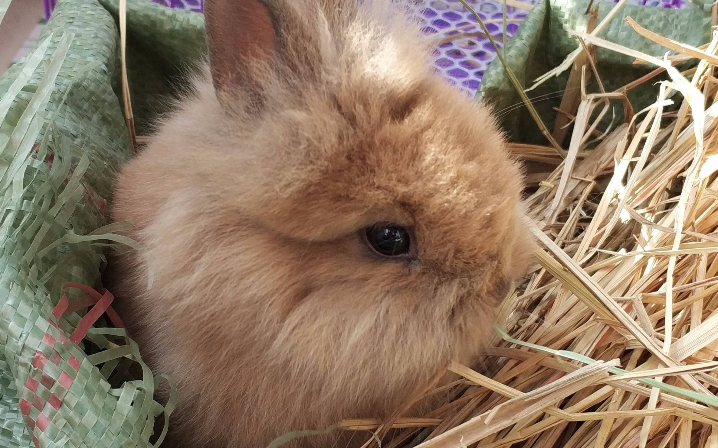 【猫猫兔】一只名叫大屁眼子的兔子