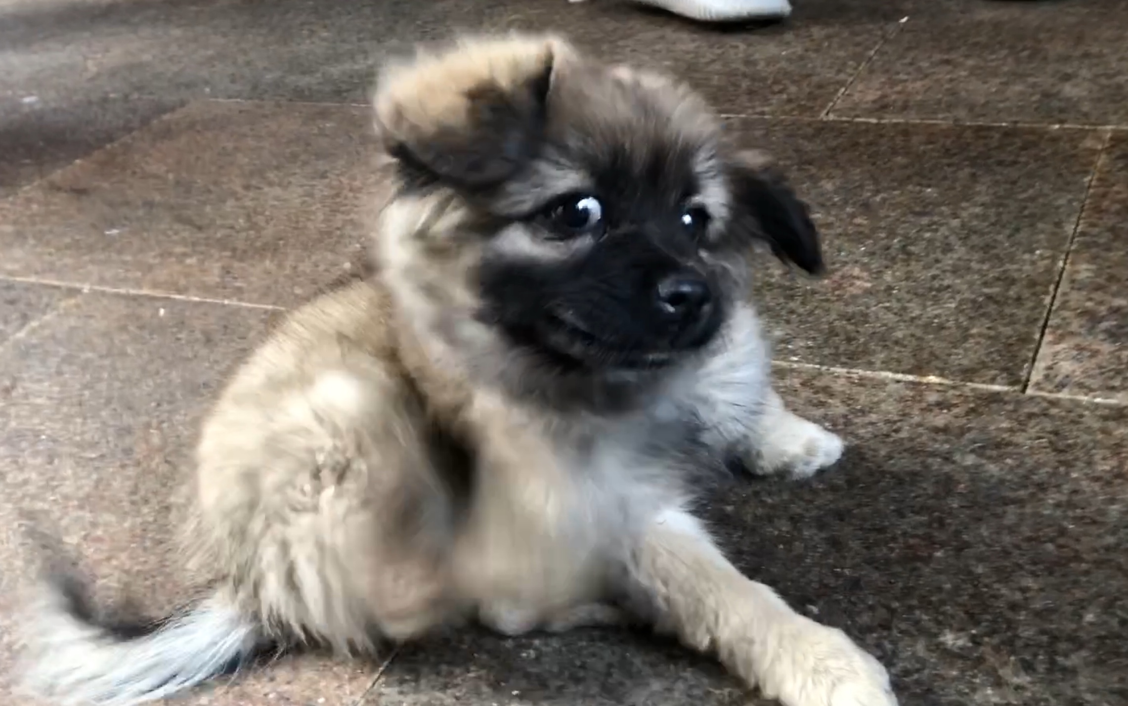 中华田园犬小老弟你咋回事没看见过狗狗挠痒啊