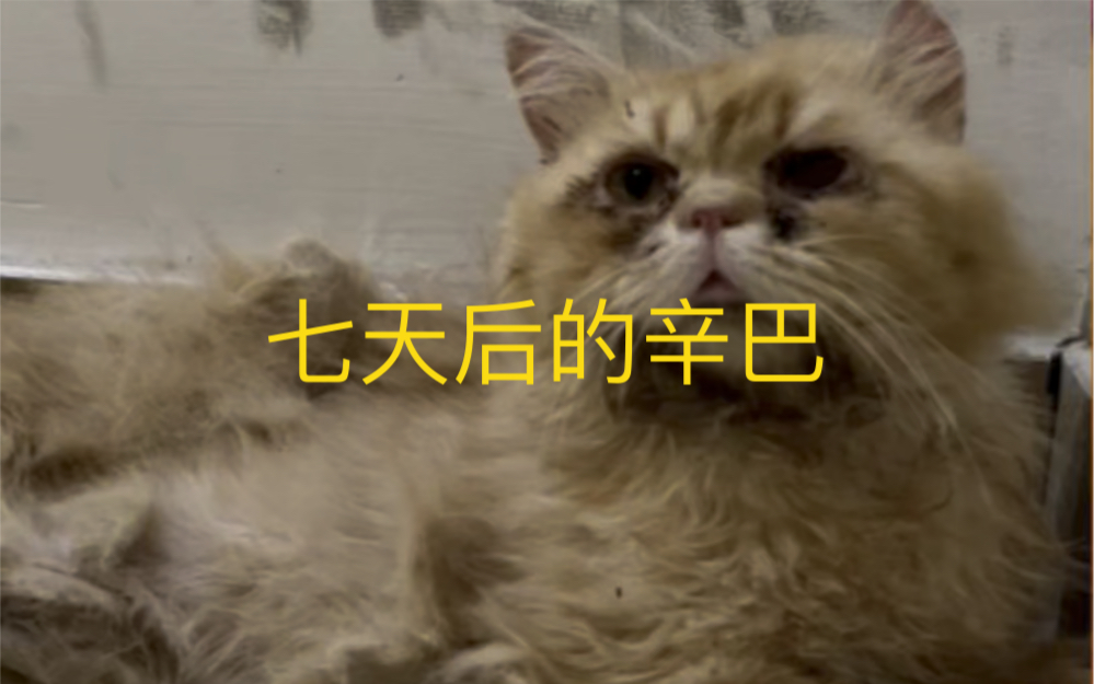 [图]这是一个波斯猫，一只活的不如流浪猫的猫孩子……