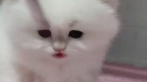 大头儿子 蓝金点 雪松下一窝的弟弟 赛级金渐层 猫叔猫婶 12色 蓝金点 繁育权双血统的蓝白猫幼犬 哔哩哔哩 Bilibili 大头儿子 蓝金点 雪松下一窝的弟弟 赛级金渐层 猫叔猫婶 12色 蓝金点 繁育权双血统的蓝白猫幼犬 哔哩哔哩 Bilibili
