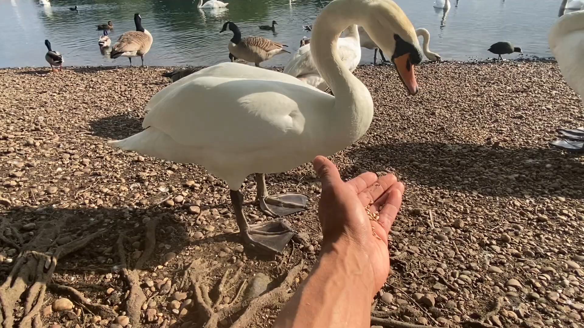 人类与多只野生疣鼻天鹅亲密互动06