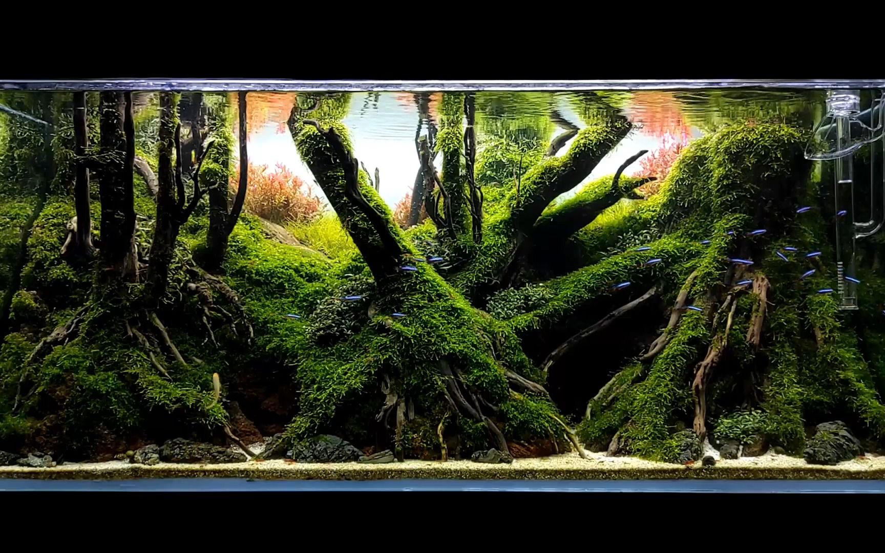 炎炎夏日看个森林草缸降降温吧