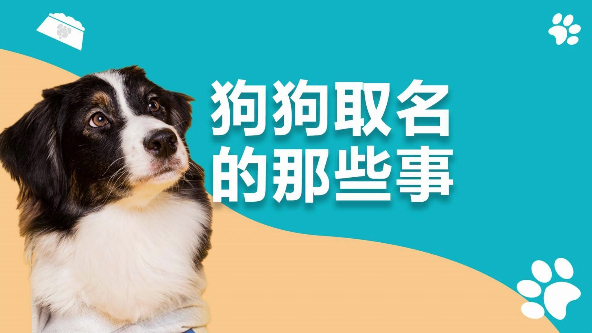 你家狗叫什么名字?不同年代的取名方法!哔哩哔哩bilibili