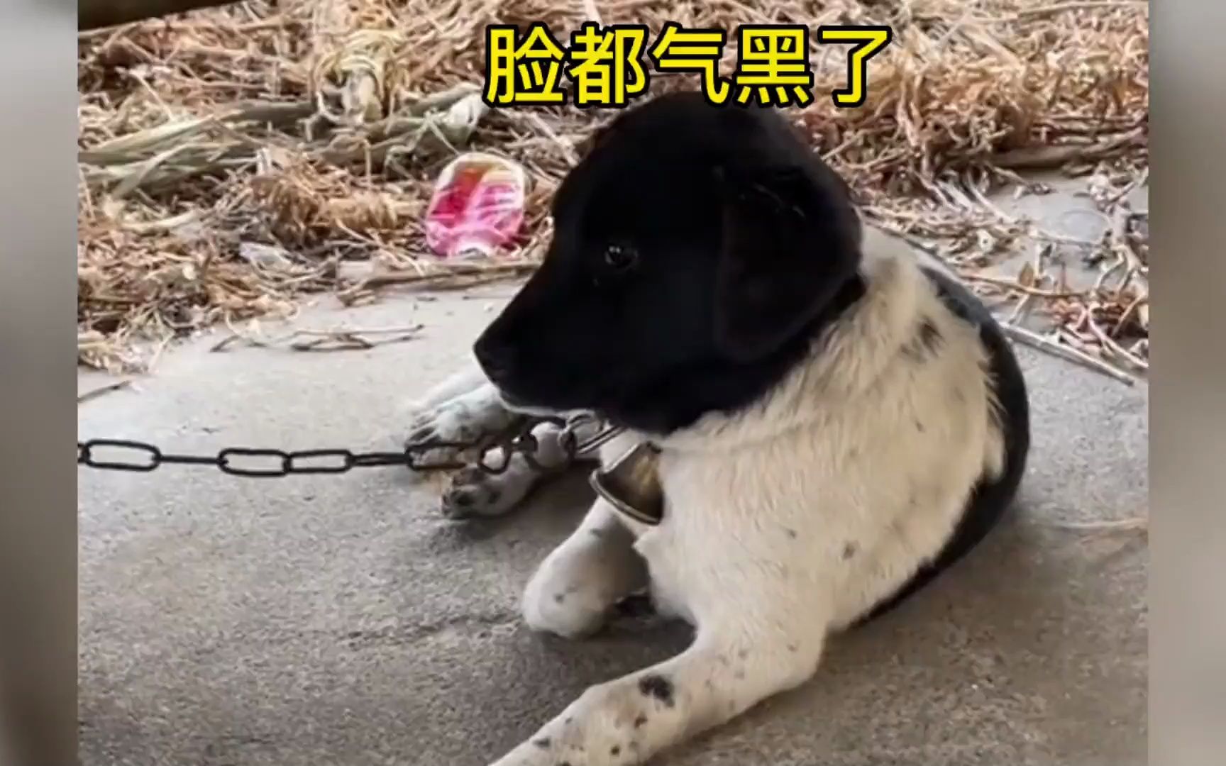 狗子脸都气黑了哈哈哈哈哈!