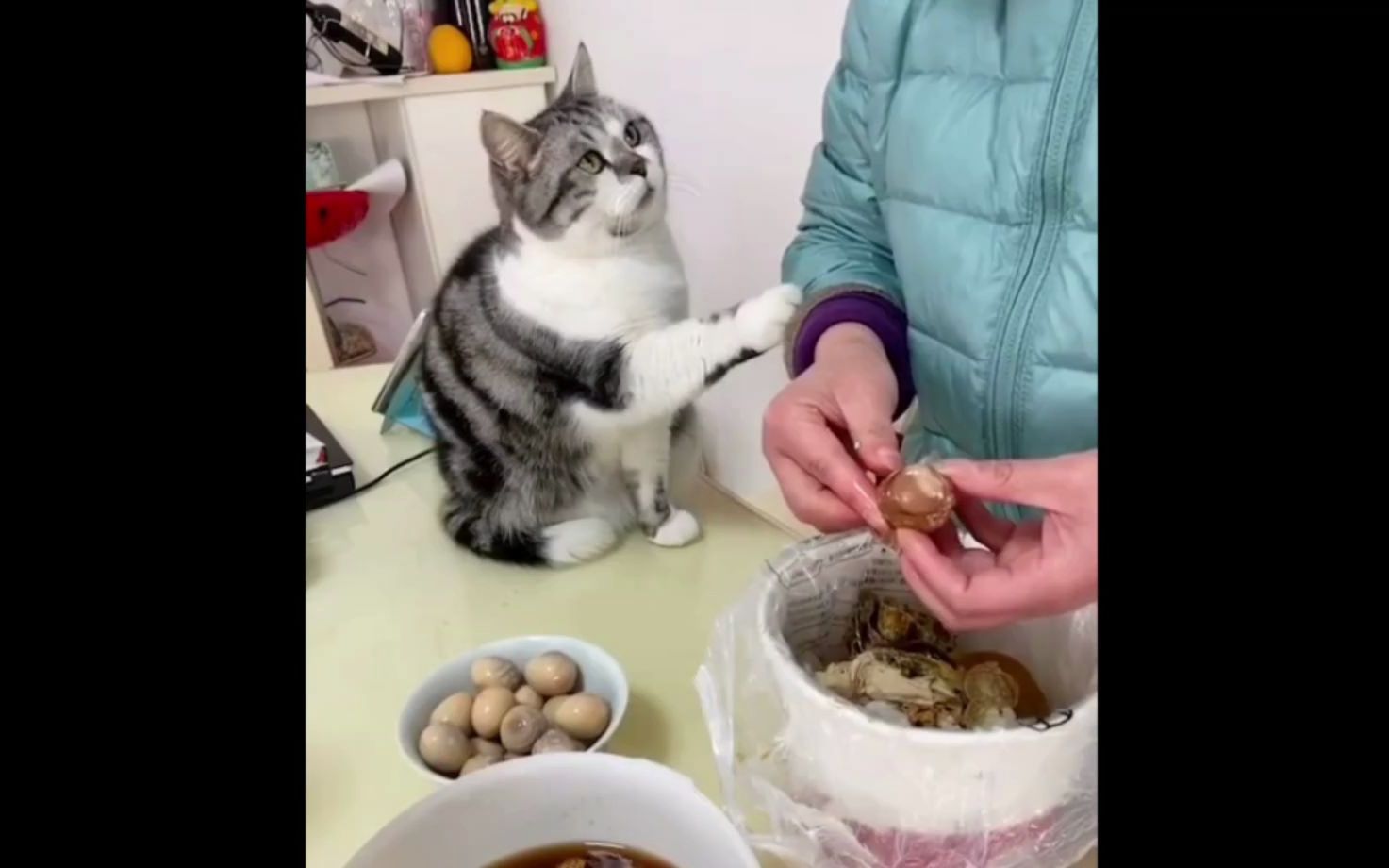 [图]当你在吃东西但是没有分给小猫咪时…