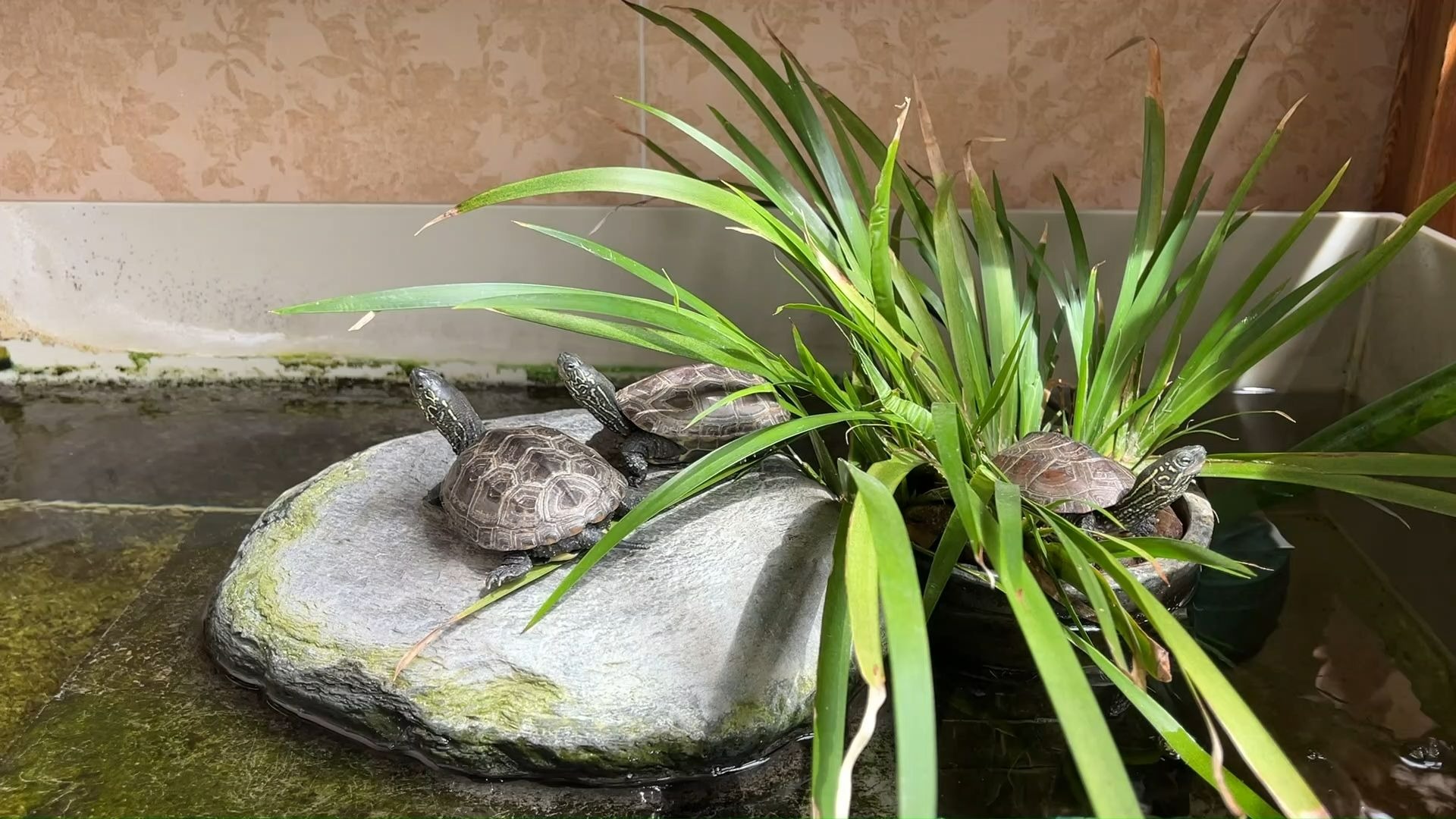 返璞归真，憨厚可爱，一起欣赏中华草龟