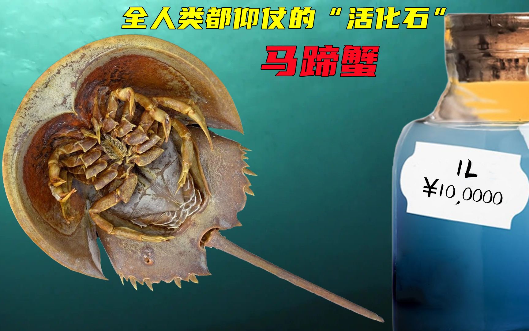 已存活5亿年比恐龙还古老血液比黄金贵的马蹄蟹