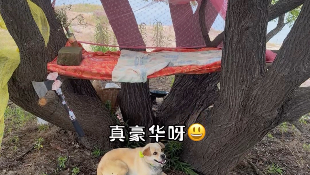 小希的奇妙冒险4 建造别树～