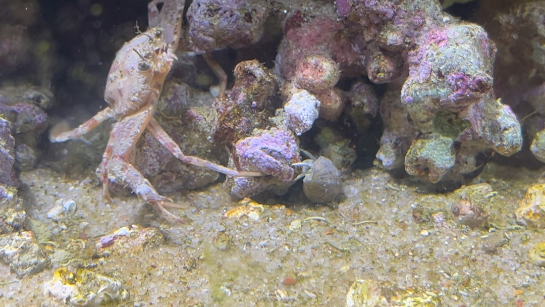 狼牙蟹喂食的视频(无声)