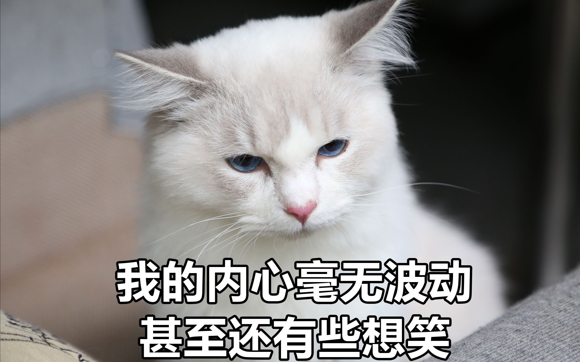 感觉我和狗子都被猫猫鄙视了.【金毛法海】
