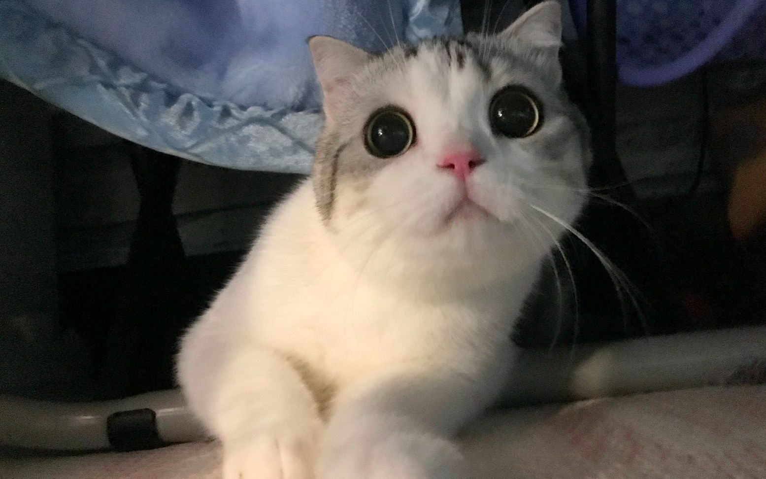 【泡芙的日常】能长出猫的三个最佳地点:衣柜,盒子和椅子_哔哩哔哩