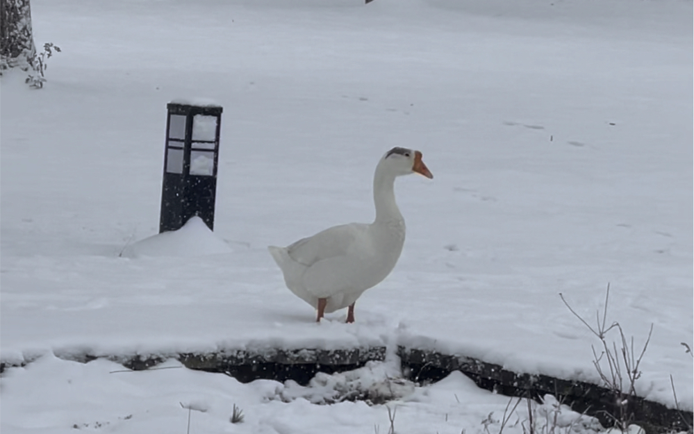雪天露营也太适合铁锅炖大鹅了吧!