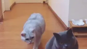 见识一下猫的无影手到底有多快 哔哩哔哩 Bilibili