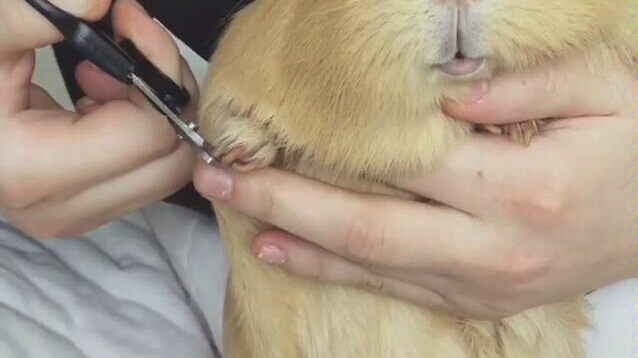 荷兰猪如何给一只小豚鼠剪指甲
