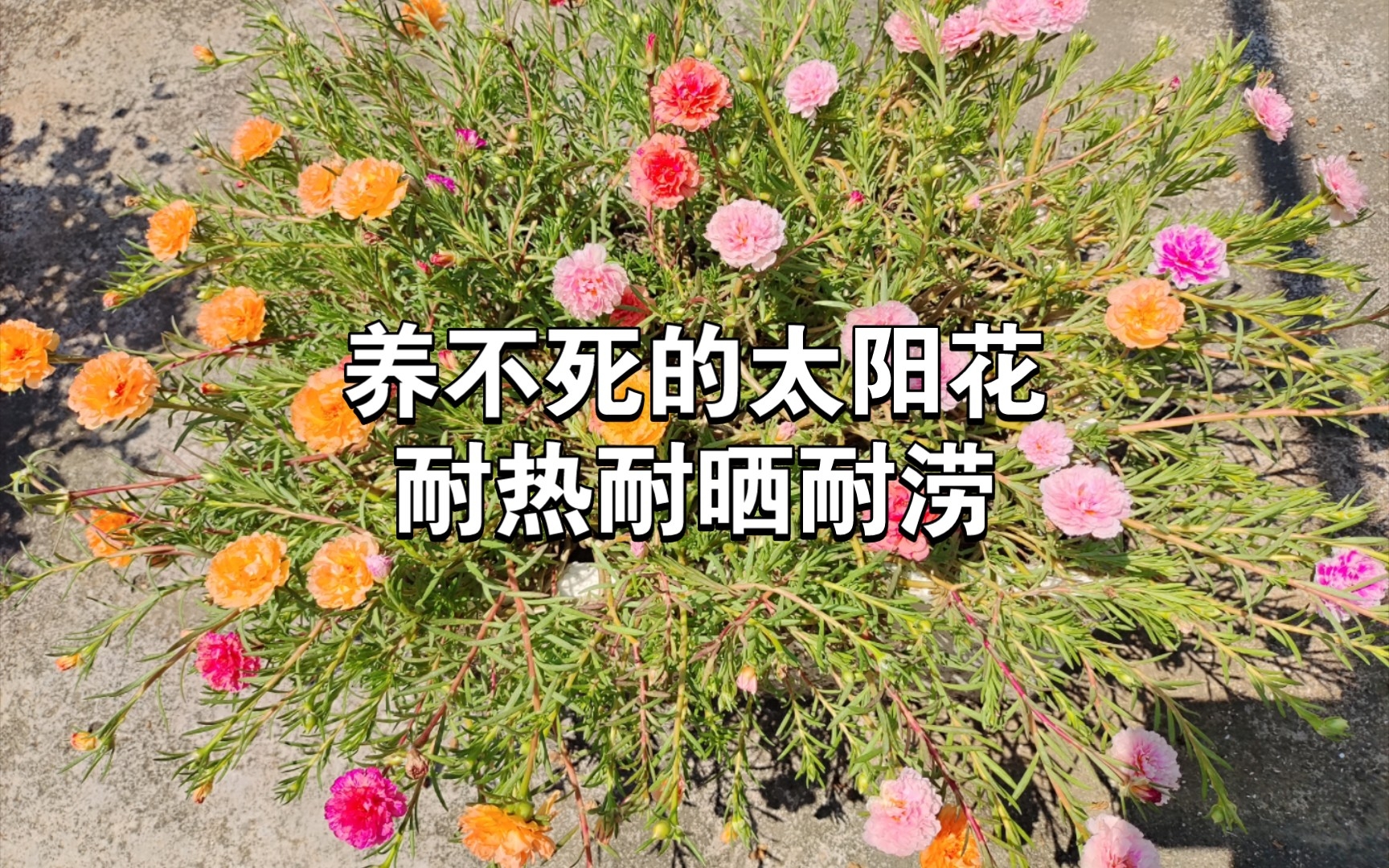 [图]除了不抗冷，太阳花还有什么缺点吗？