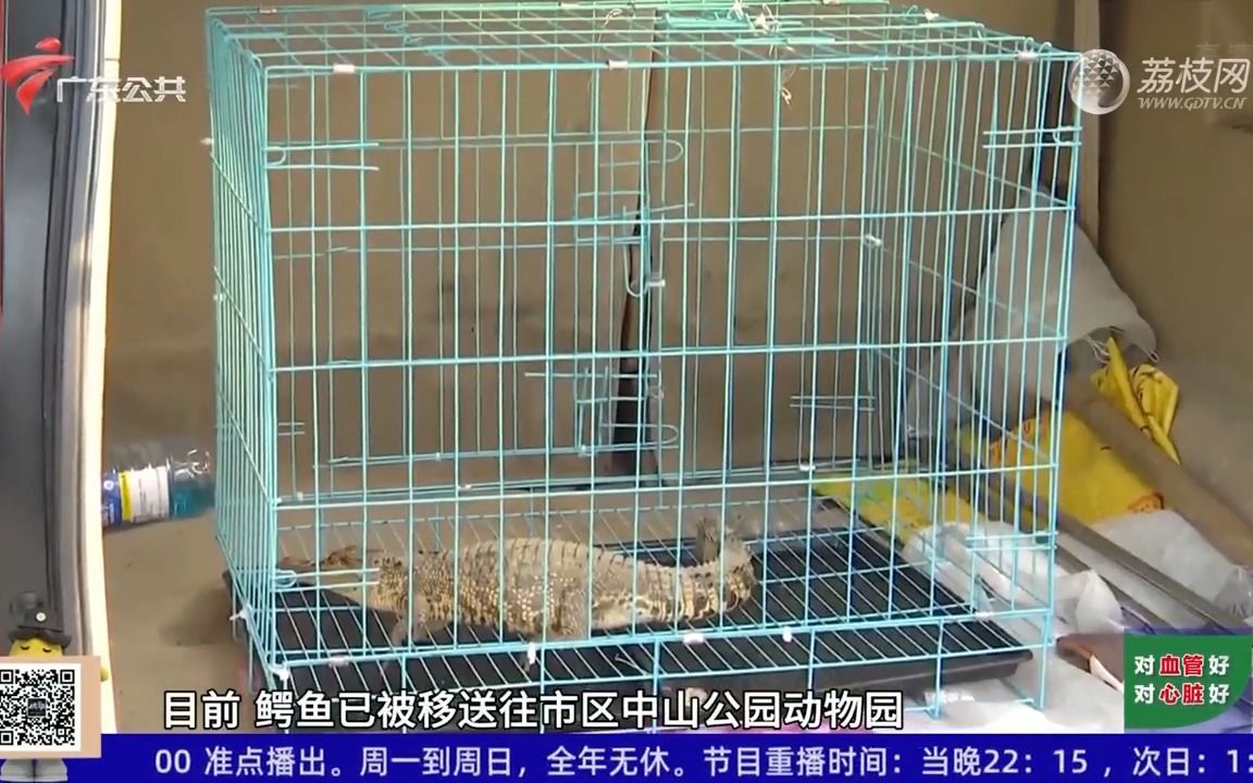 【粤语新闻】汕头:水库惊现鳄鱼 已被成功捕获送至动物园哔哩哔哩bilibili