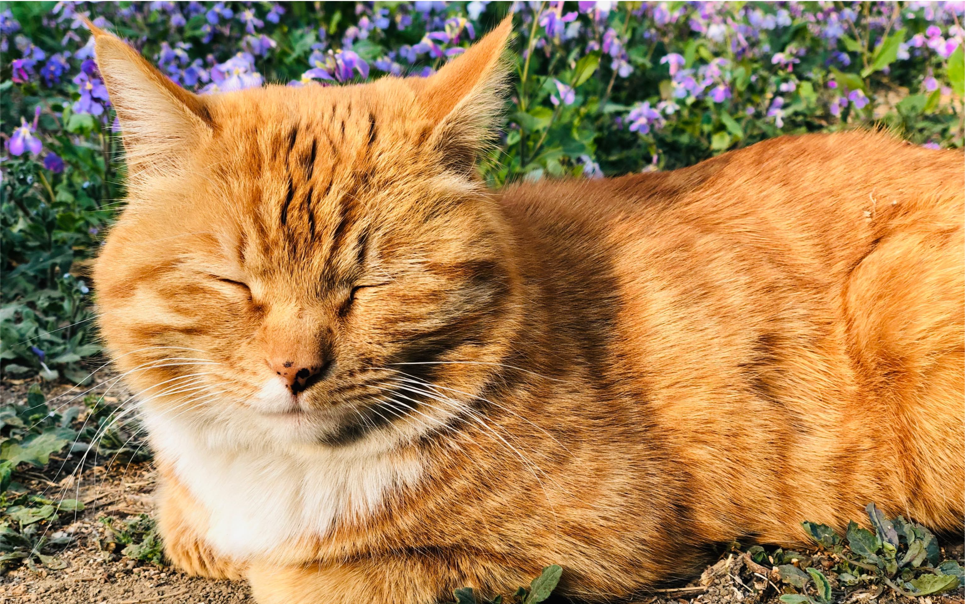 【喵星人】燕园喵咪-蠢与菊の最終話(库存视频2019.4.3)