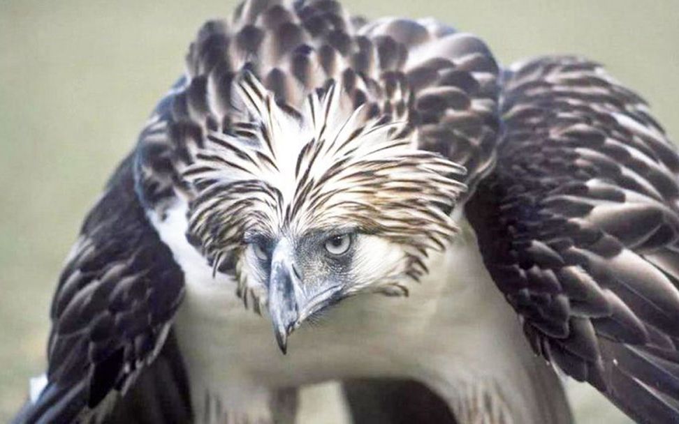 世界上最大的雕,目前仅剩500对,现在不看以后没机会了